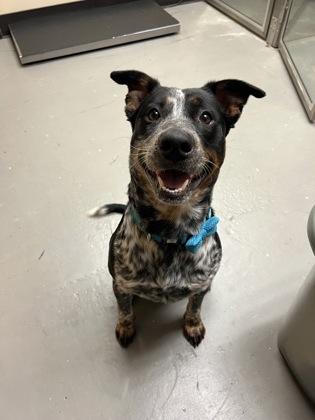 Rico, Young Male Australian Cattle Dog / Blue Heeler