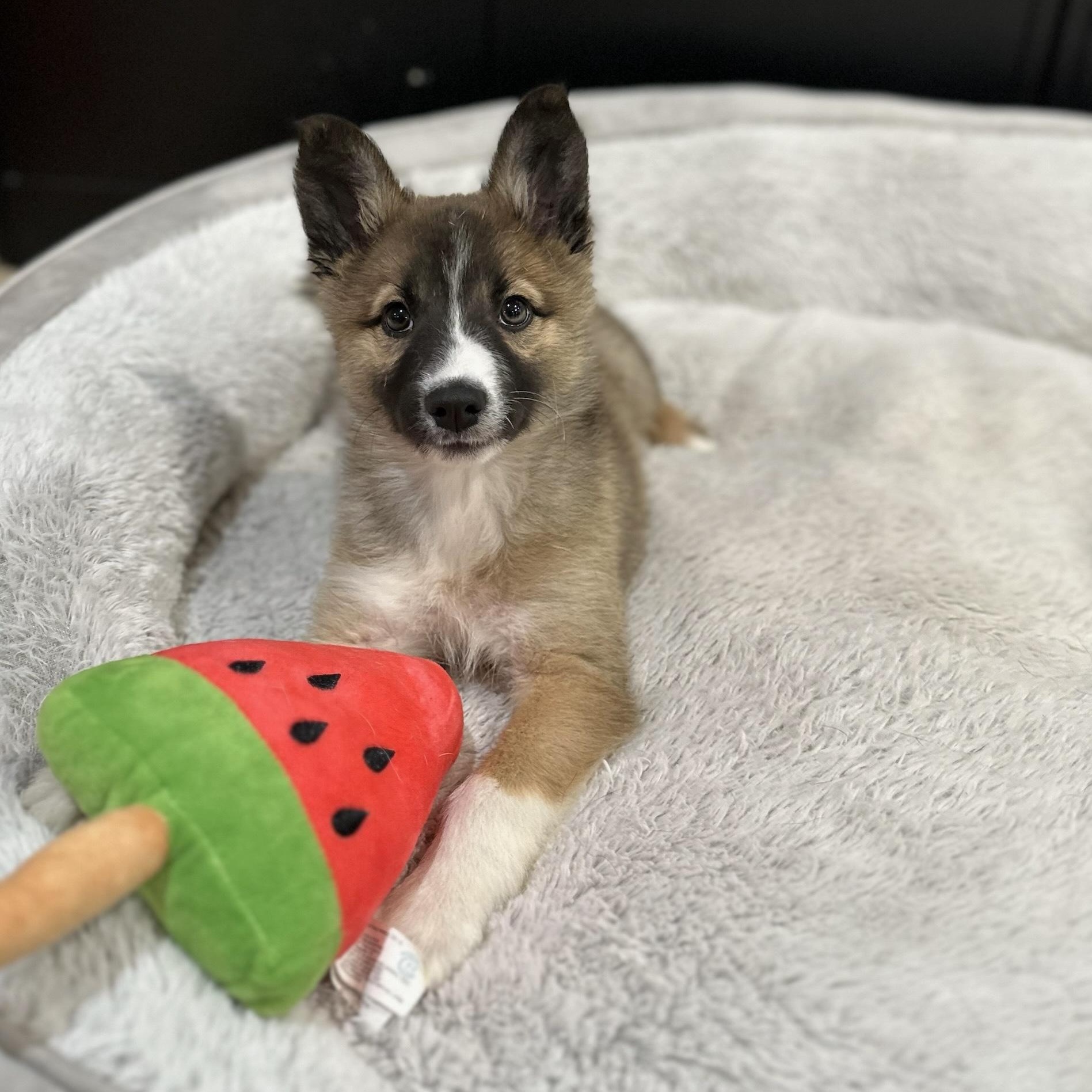 Zoey, an adoptable Pomsky in Hughesville, MD, 20637 | Photo Image 1