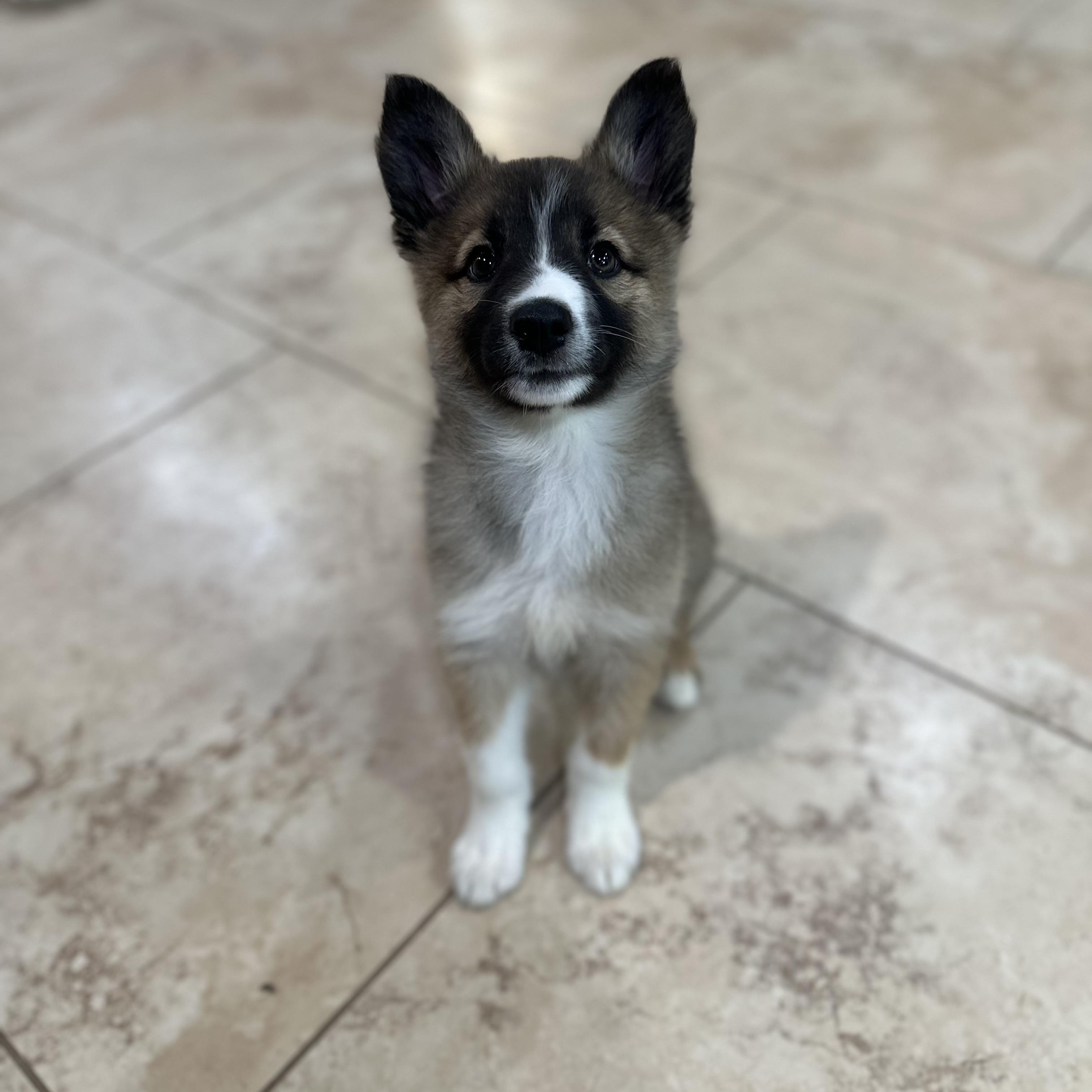 Zoey, an adoptable Pomsky in Hughesville, MD, 20637 | Photo Image 3