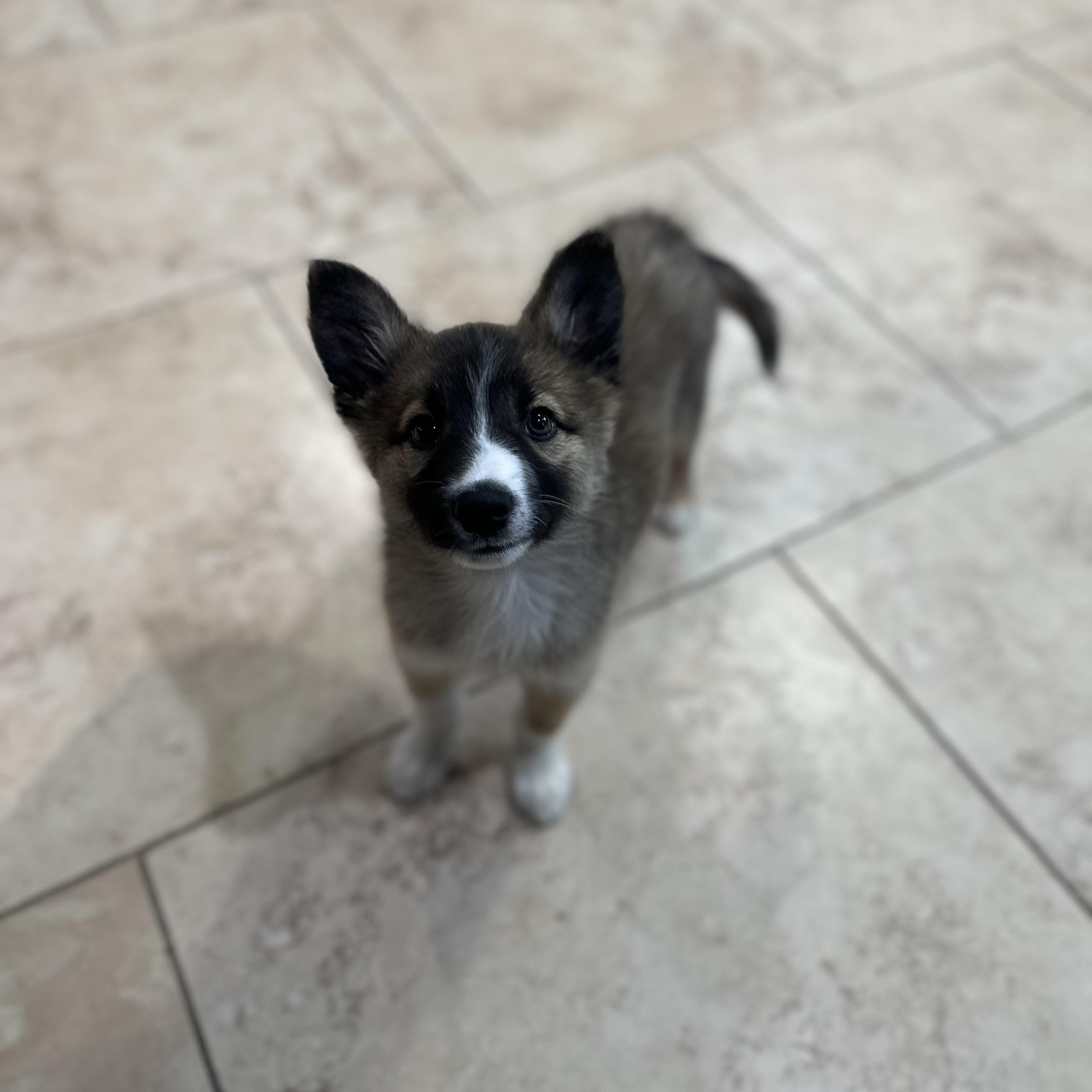 Zoey, an adoptable Pomsky in Hughesville, MD, 20637 | Photo Image 2