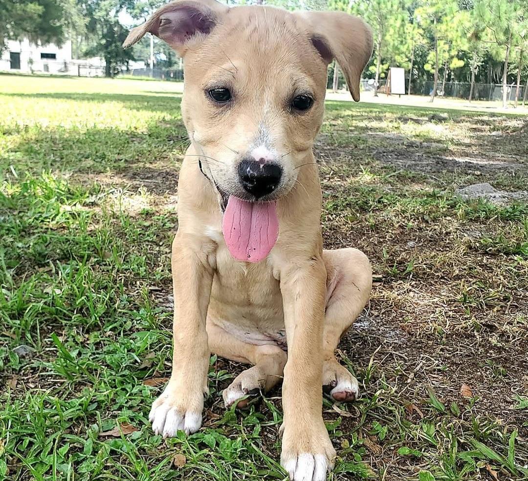 Enlarge Ocean, a ADOPTABLE mixed breed in Gainesville, FL image 1/2
