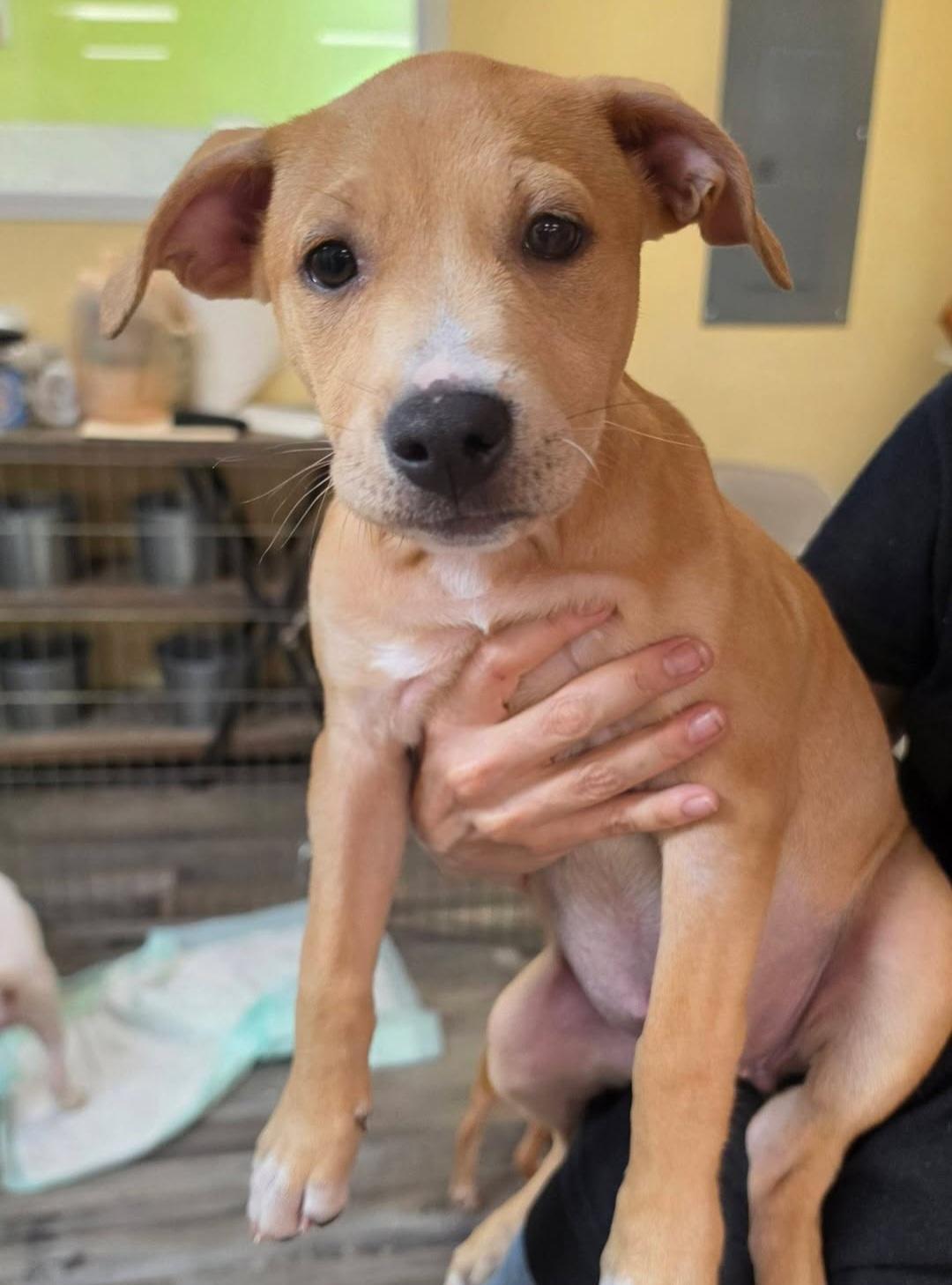 Enlarge Ocean, a ADOPTABLE mixed breed in Gainesville, FL image 2/2