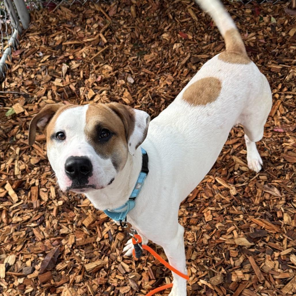 Enlarge Oden, a Adoptable Pit Bull Terrier in Tacoma, WA image 1/2