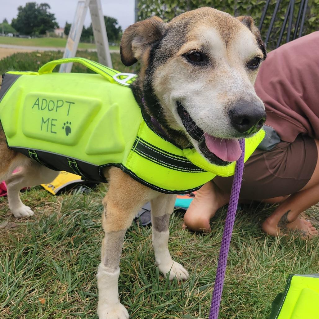 Rocky Comics, Adoptable, Senior Male Husky.