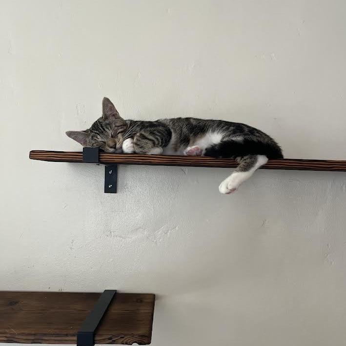 Enlarge Cosita, a Adoptable Domestic Short Hair in Long Beach, CA image 1/5