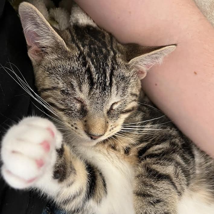 Enlarge Cosita, a Adoptable Domestic Short Hair in Long Beach, CA image 2/5