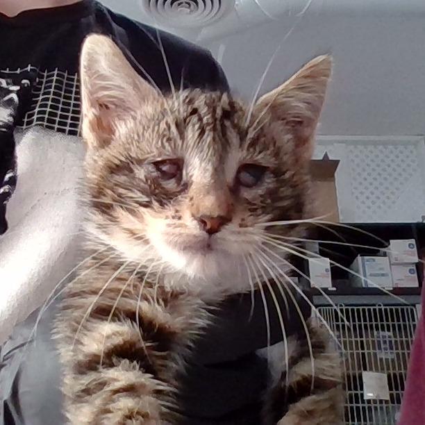 Enlarge Cosita, a Adoptable Domestic Short Hair in Long Beach, CA image 4/5