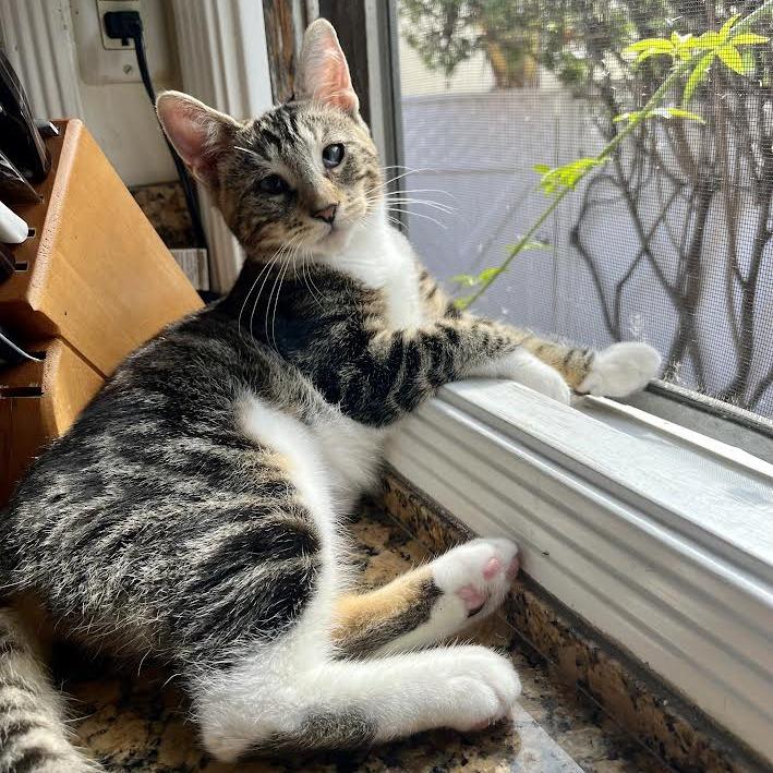 Enlarge Cosita, a Adoptable Domestic Short Hair in Long Beach, CA image 5/5