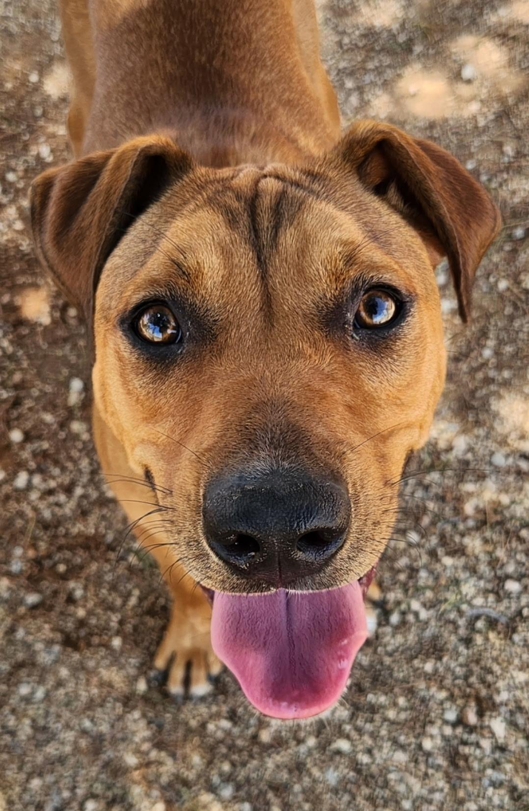 Enlarge Doofy, a ADOPTABLE mixed breed in Sierra Vista, AZ image 3/3