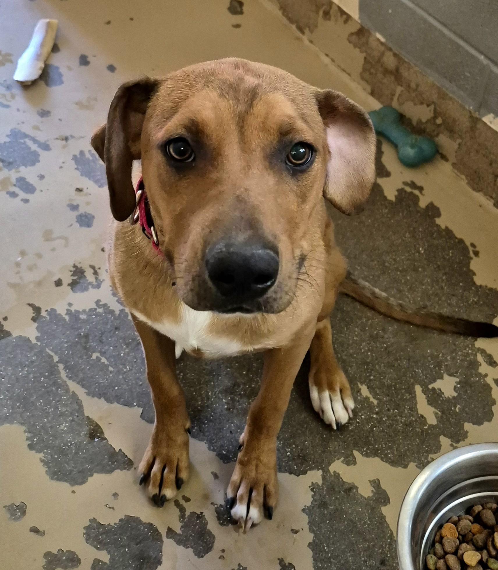 Enlarge Doofy, a ADOPTABLE mixed breed in Sierra Vista, AZ image 2/3
