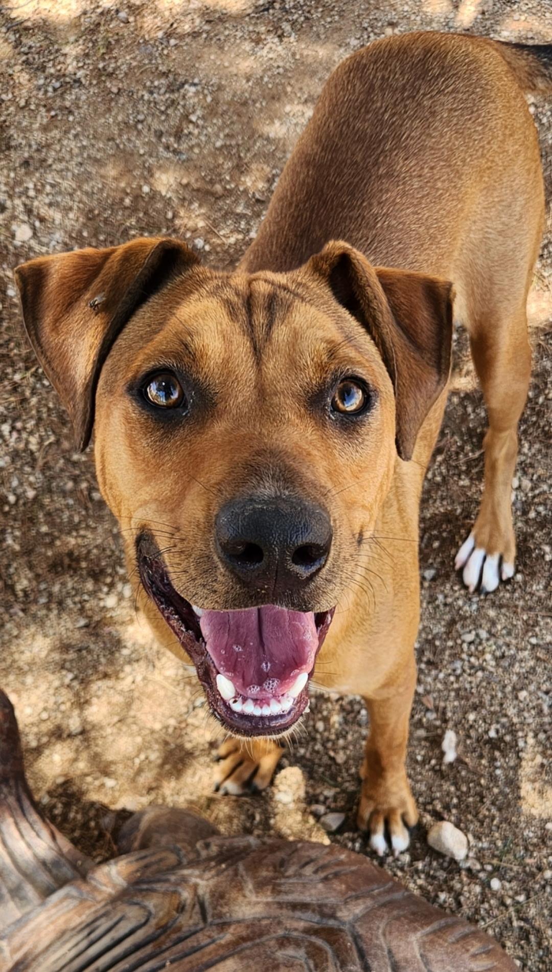 Doofy, ADOPTABLE, Young Male Australian Shepherd & Boxer.