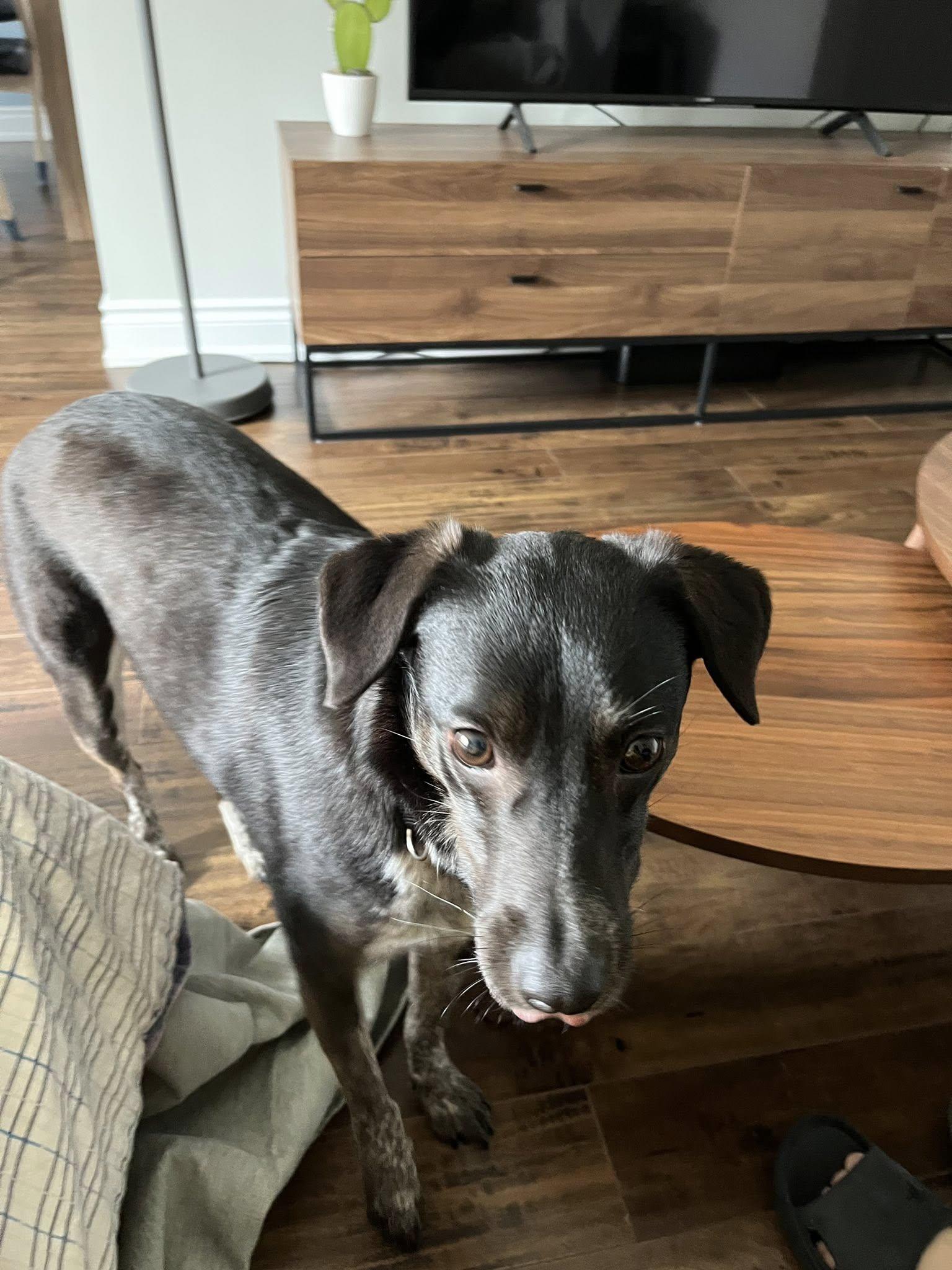 Portia, a Adoptable mixed breed in Woodstock, ON image 1/4