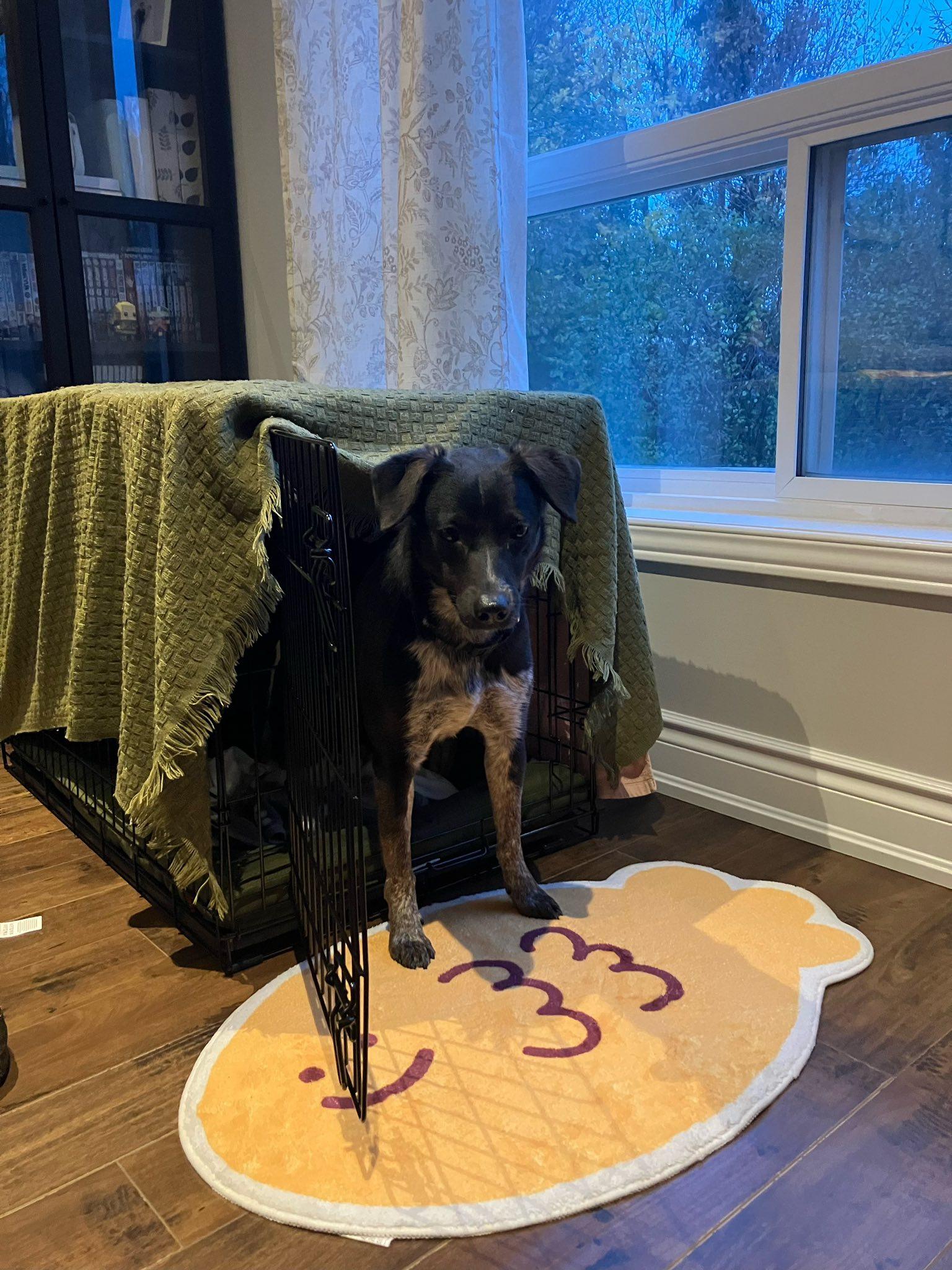 Portia, a Adoptable mixed breed in Woodstock, ON image 2/4