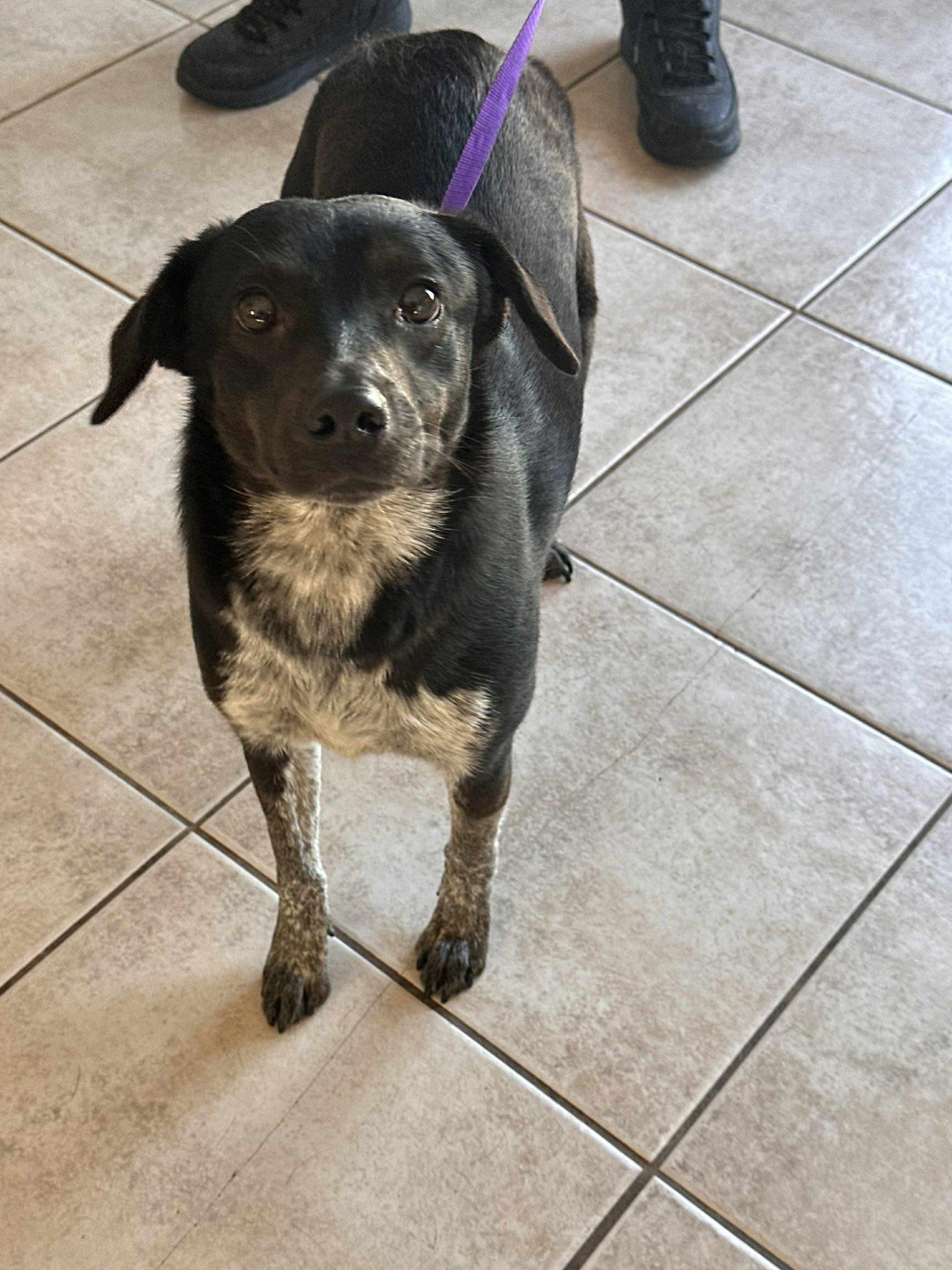 Portia, a Adoptable mixed breed in Woodstock, ON image 3/4