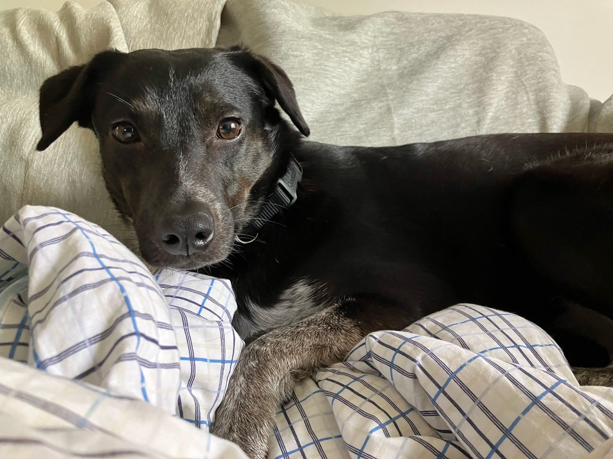 Portia, a Adoptable mixed breed in Woodstock, ON image 4/4