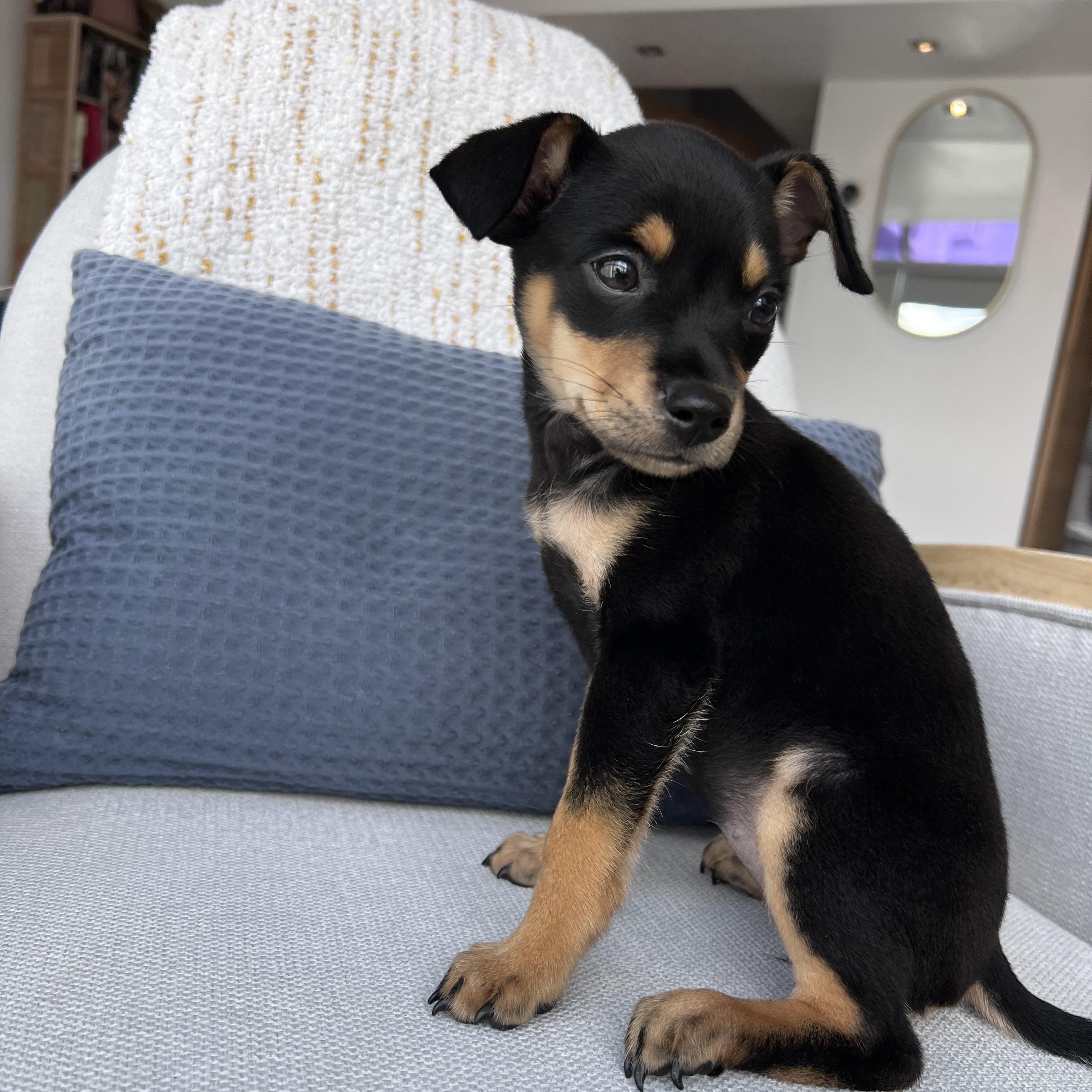 Enlarge Miss Munch - The Honey Bunch!!, an adopted mixed breed in Cary, NC image 4/6