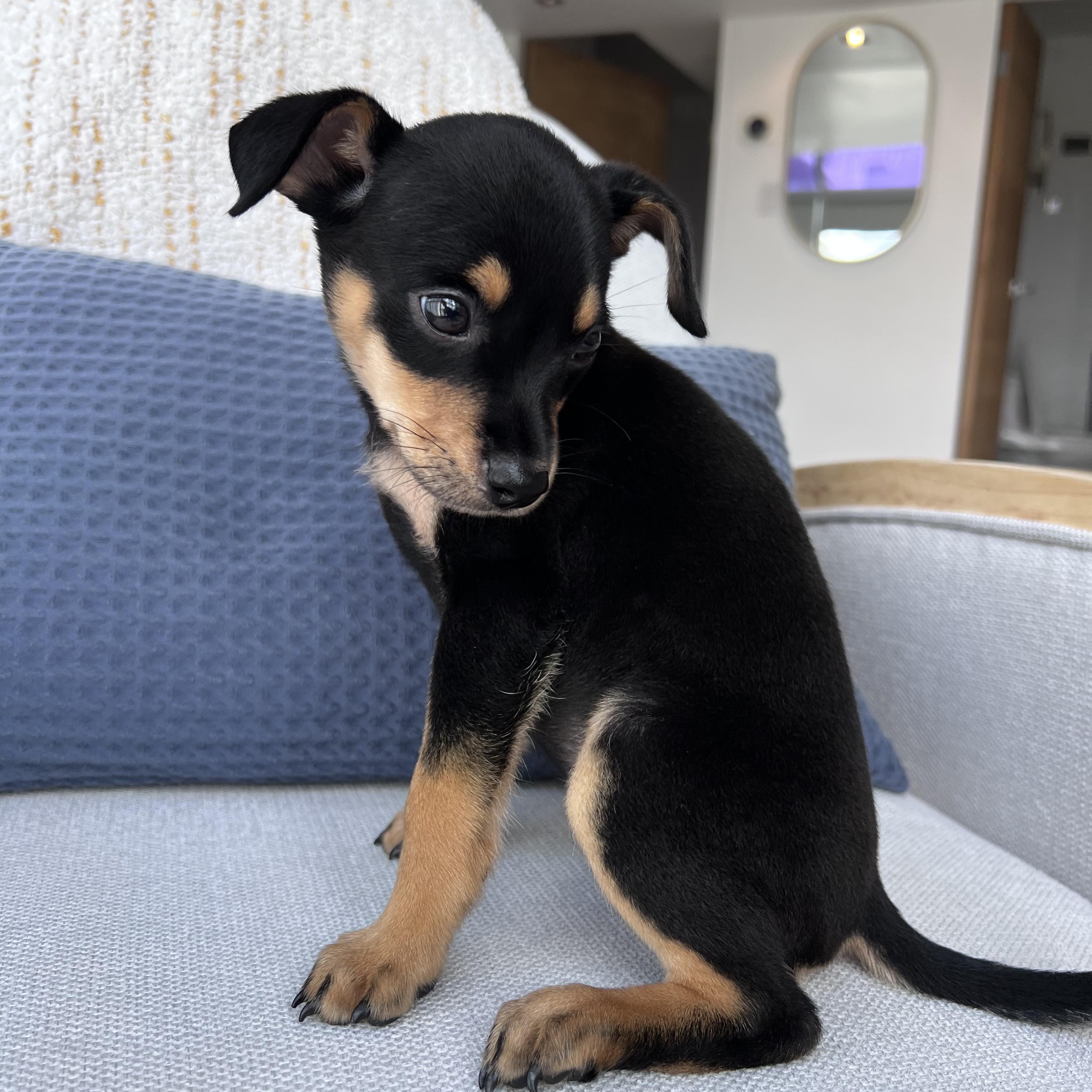 Enlarge Miss Munch - The Honey Bunch!!, an adopted mixed breed in Cary, NC image 6/6