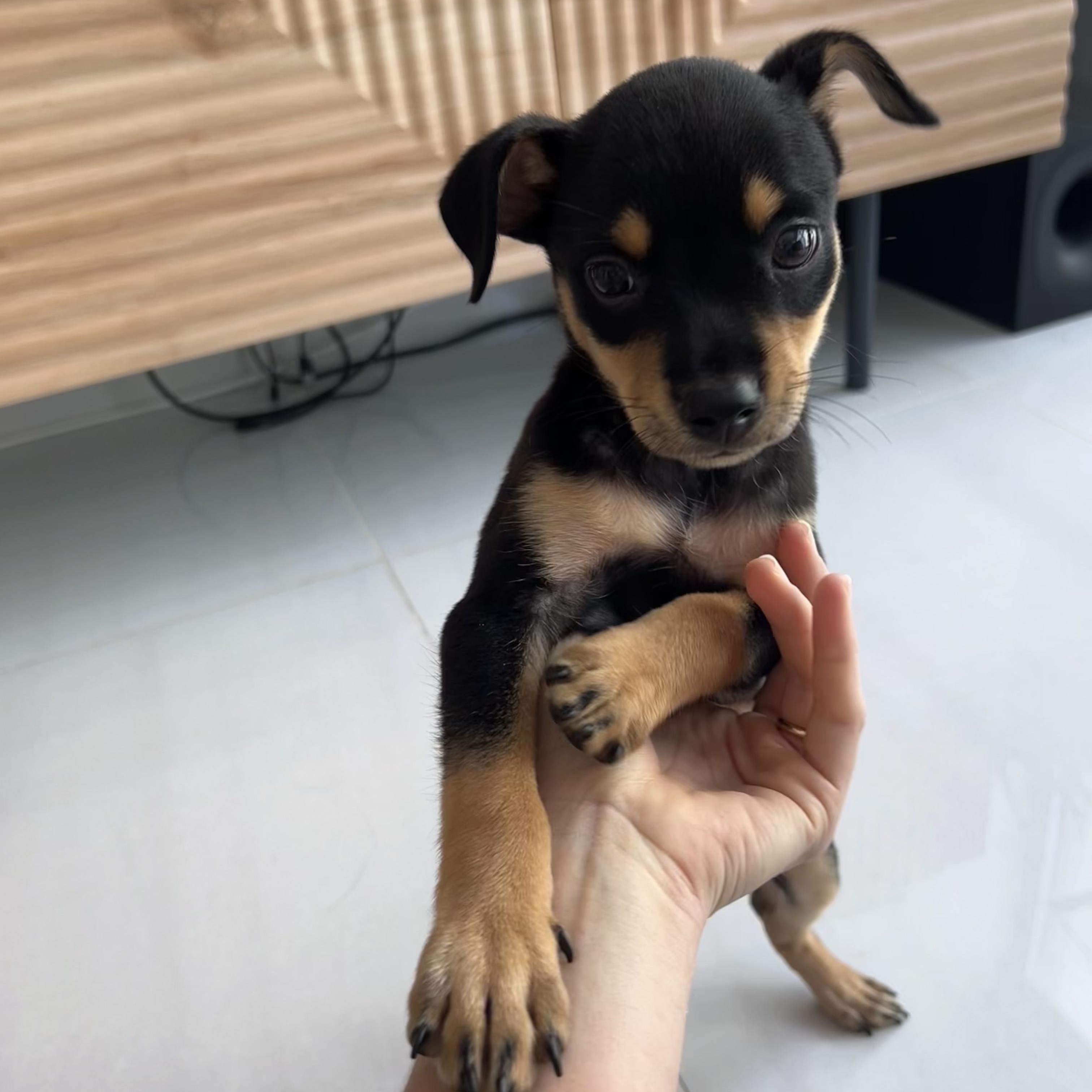 Enlarge Miss Munch - The Honey Bunch!!, an adopted mixed breed in Cary, NC image 2/6