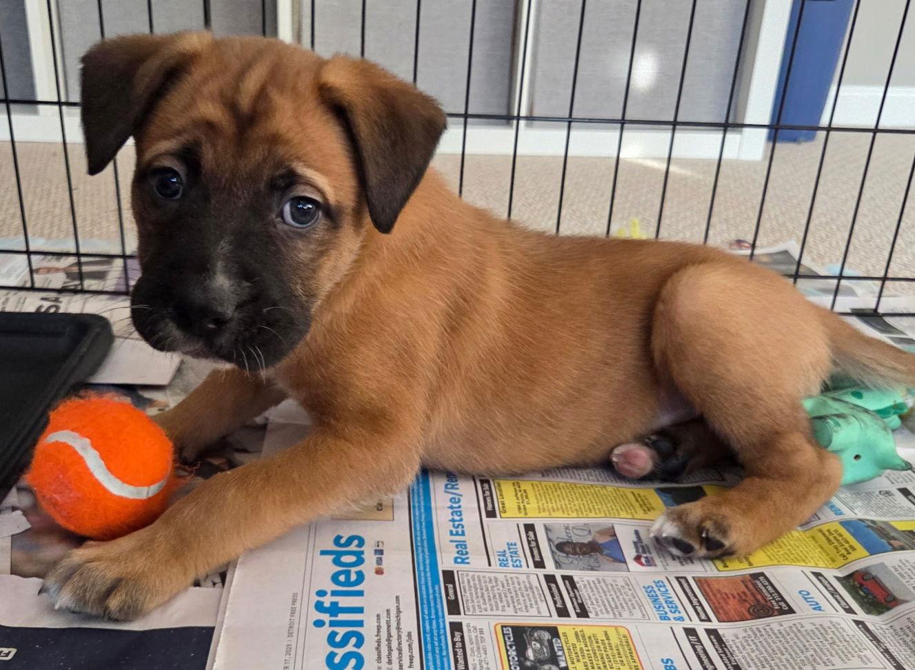 Mickey, a Adoptable mixed breed in Oxford, MI image 2/3