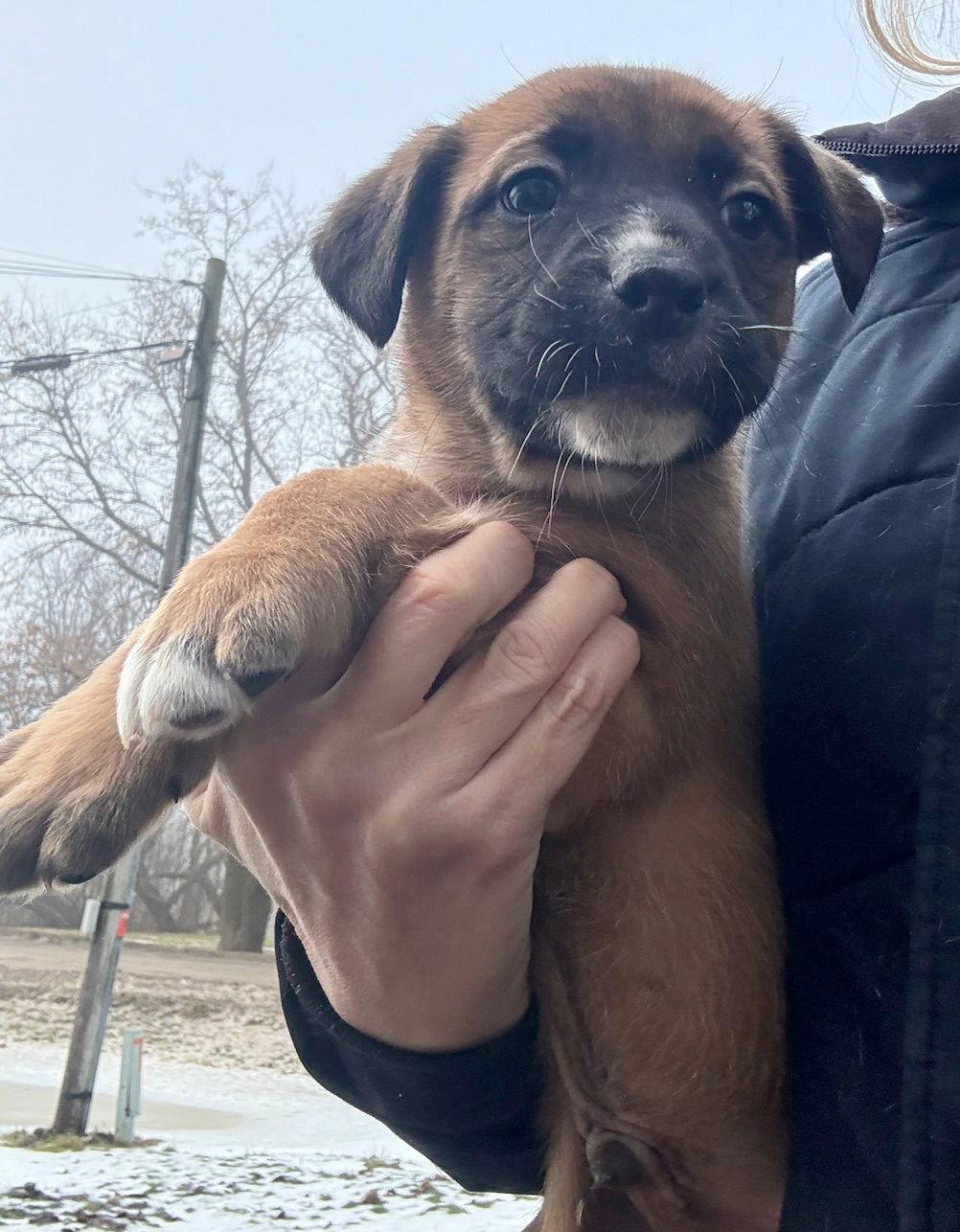 Mickey, a Adoptable mixed breed in Oxford, MI image 3/3