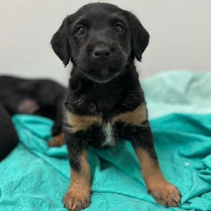 Beast, a Adoptable mixed breed in Nanuet, NY image 1/6