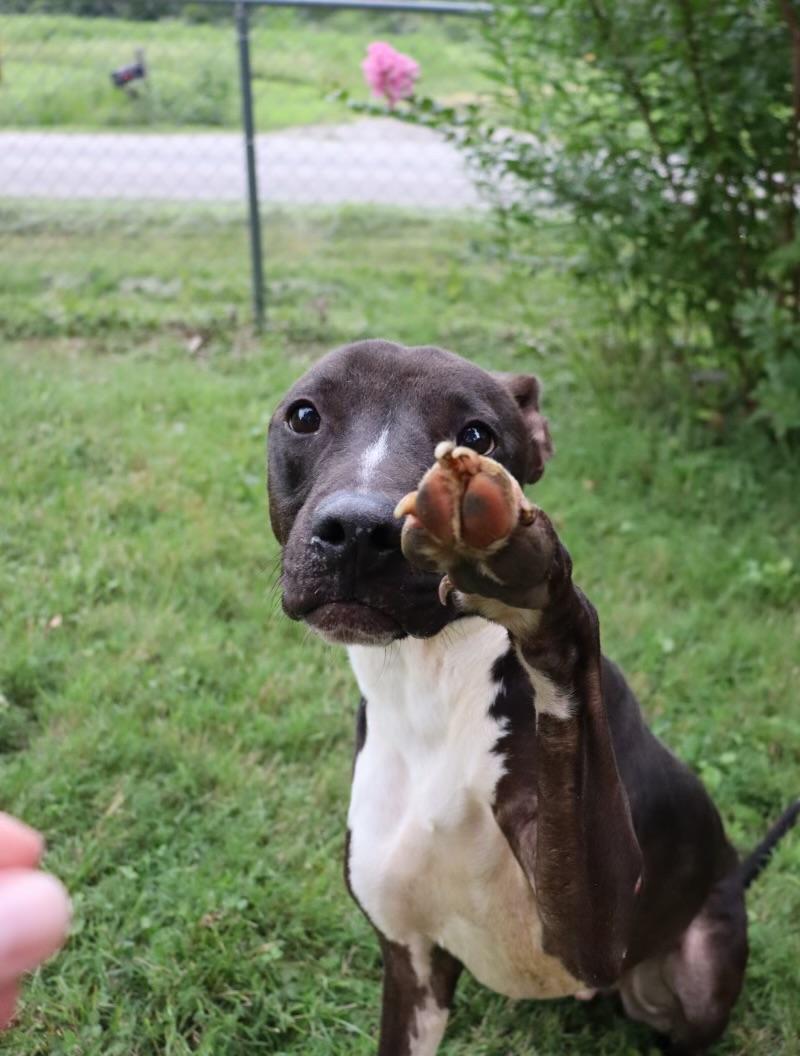 Enlarge Chance, a ADOPTABLE Mixed Breed in Belleville, IL image 2/2