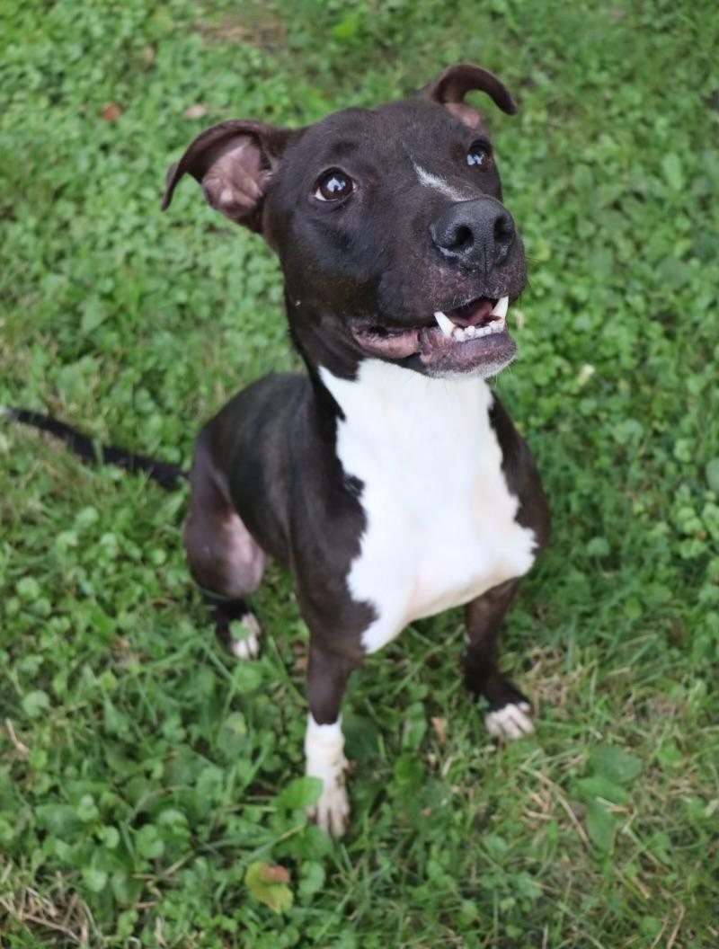 Enlarge Chance, a ADOPTABLE Mixed Breed in Belleville, IL image 1/2