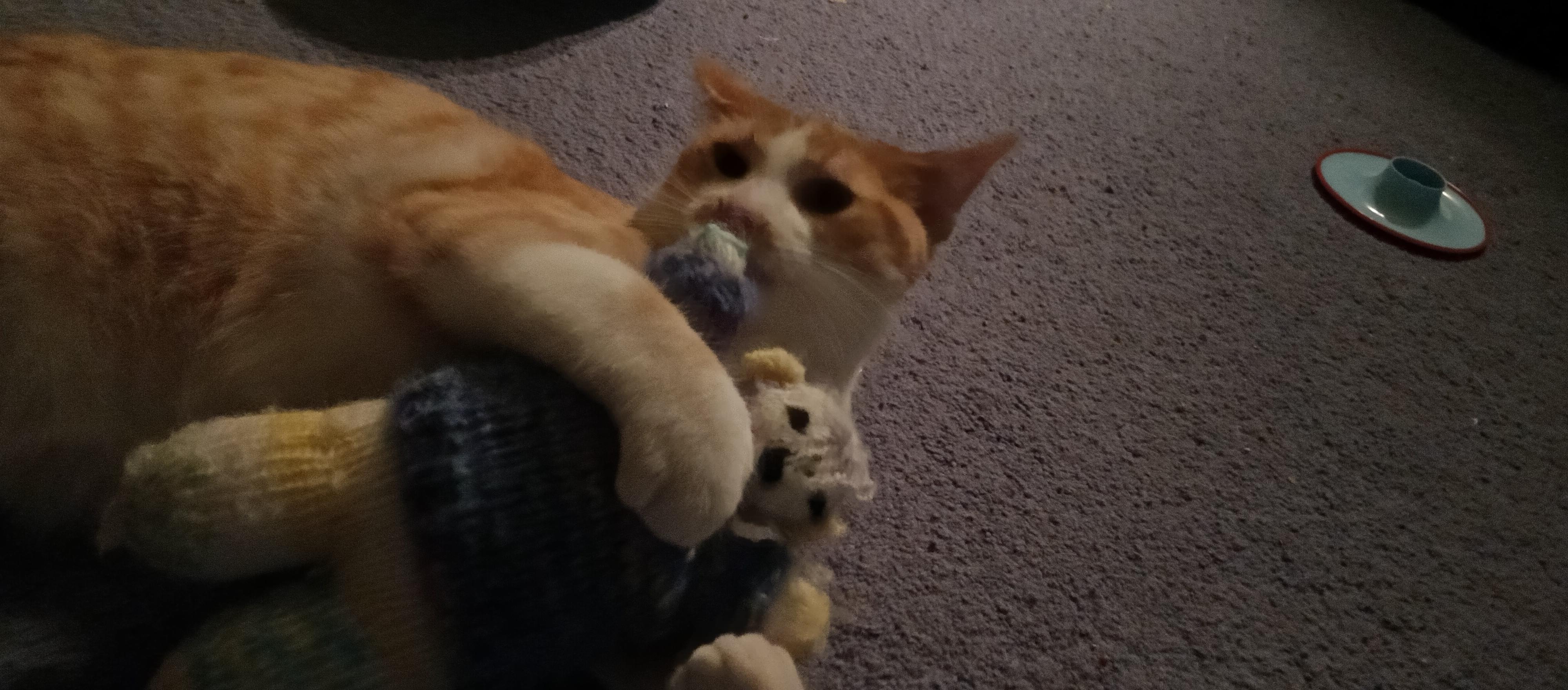 Enlarge Baby *MUST BE ADOPTED W CANDY, TABBY OR BUDDY*, a ADOPTABLE Domestic Short Hair in Toronto, ON image 1/4