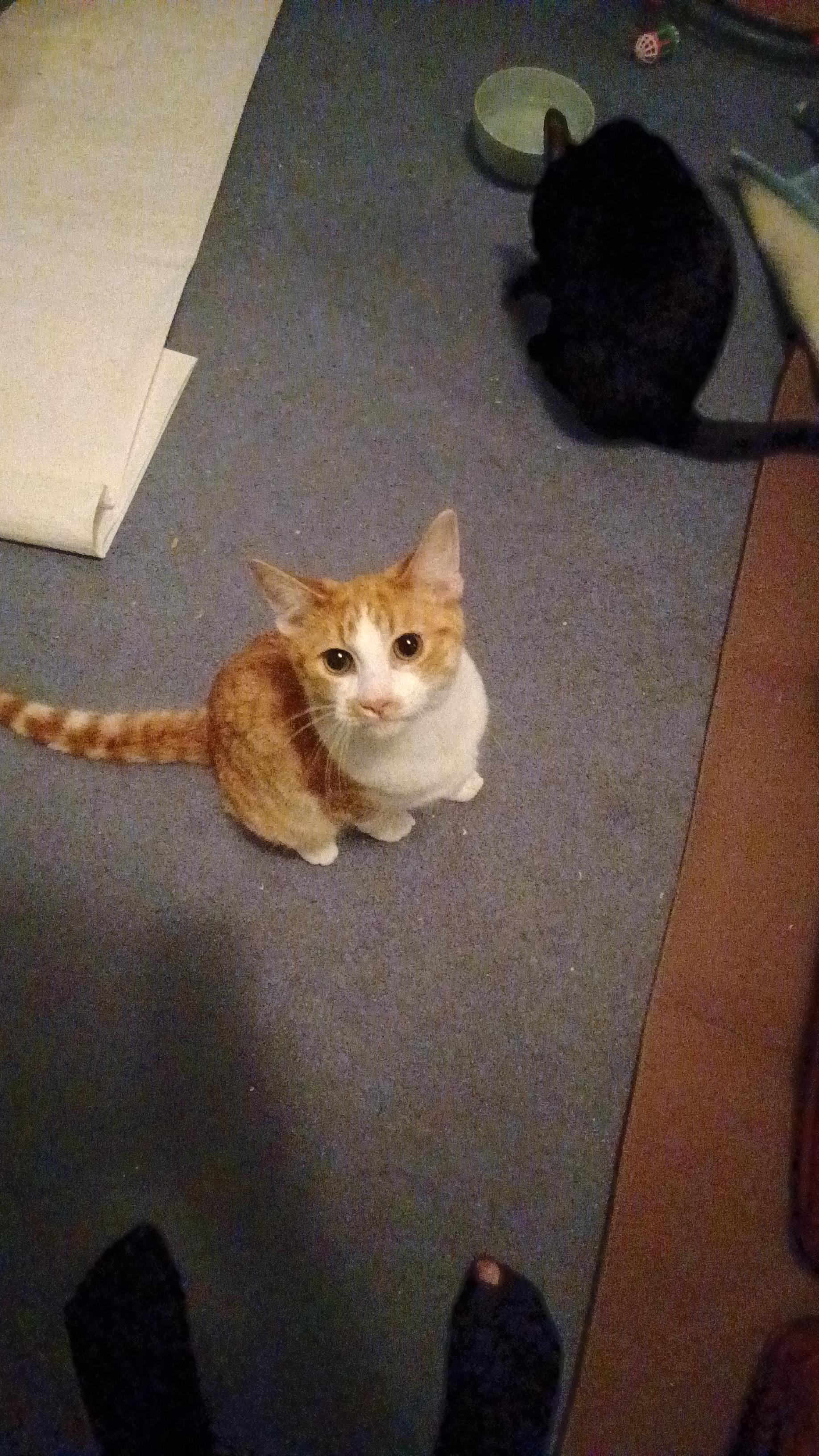 Baby *MUST BE ADOPTED AS A BUDDY CAT* — thumbnail 2