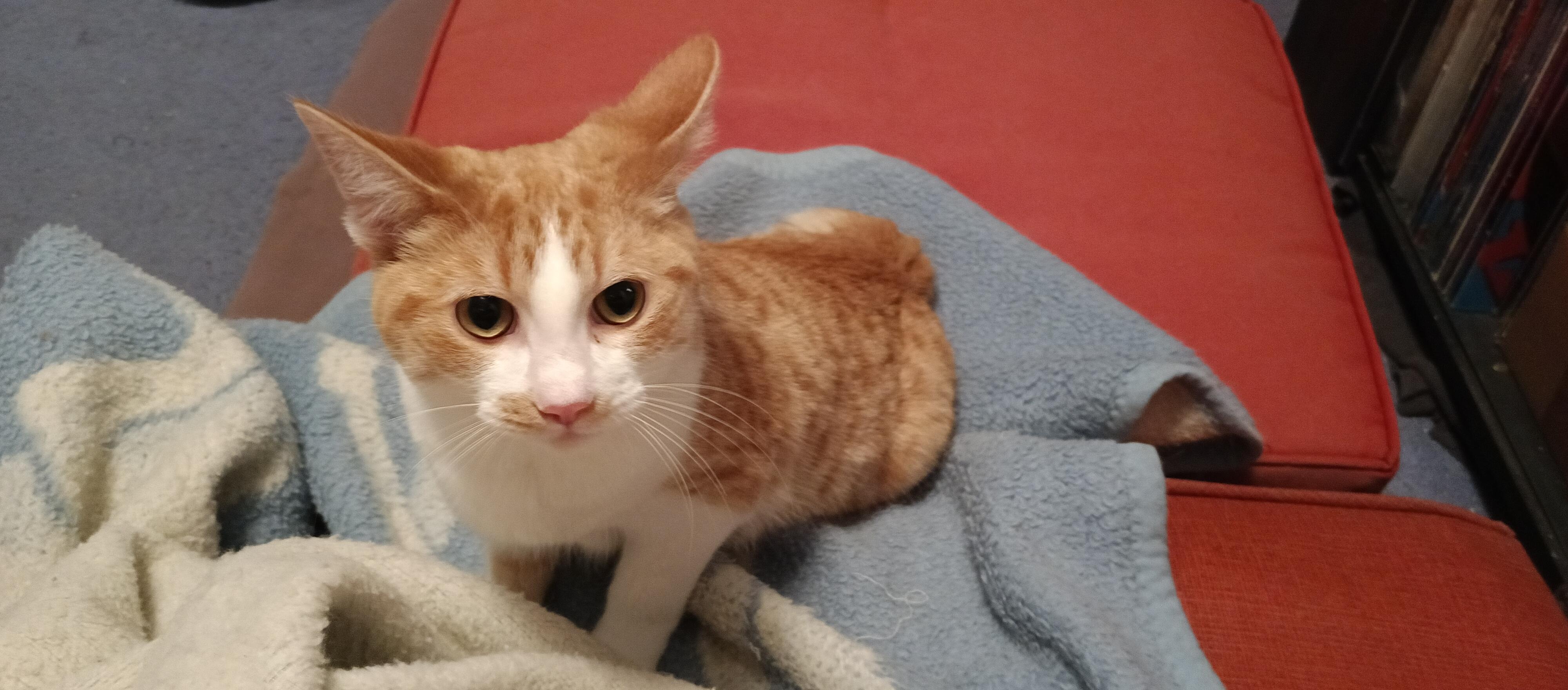 Baby *MUST BE ADOPTED AS A BUDDY CAT* — thumbnail 3