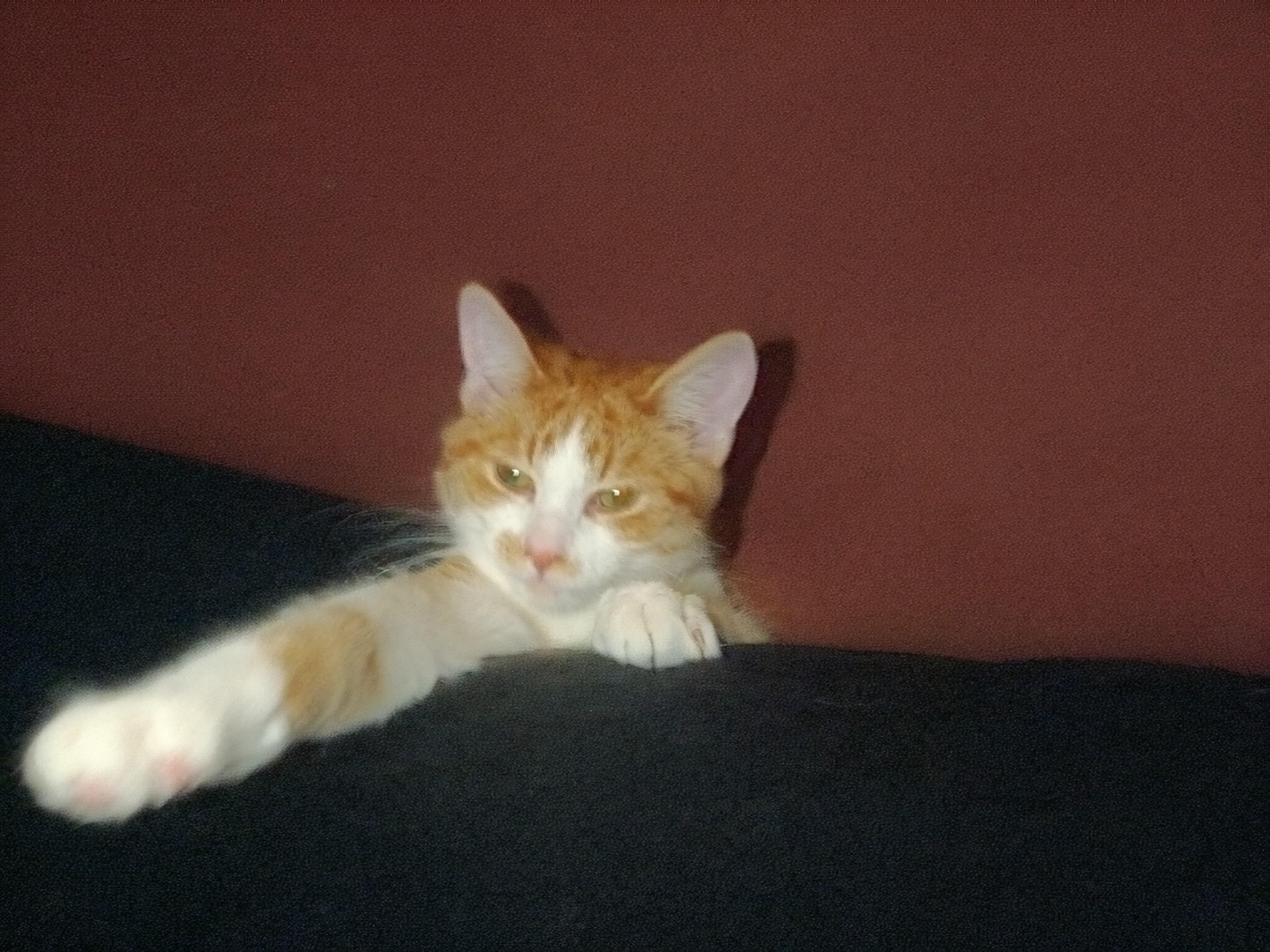 Enlarge Baby *MUST BE ADOPTED W CANDY, TABBY OR BUDDY*, a ADOPTABLE Domestic Short Hair in Toronto, ON image 4/4