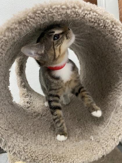 Taylor, Adoptable, Kitten Female Domestic Short Hair & Domestic Short Hair.