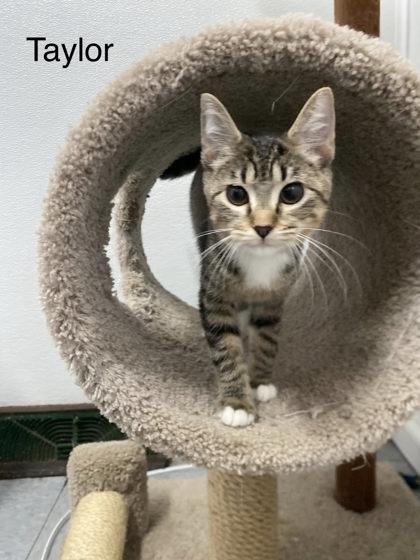 Taylor, a Adoptable mixed breed in Hobart, IN image 2/3