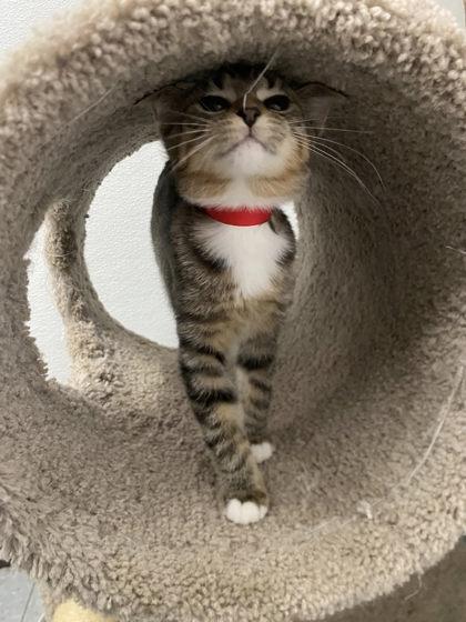 Taylor, a Adoptable mixed breed in Hobart, IN image 3/3