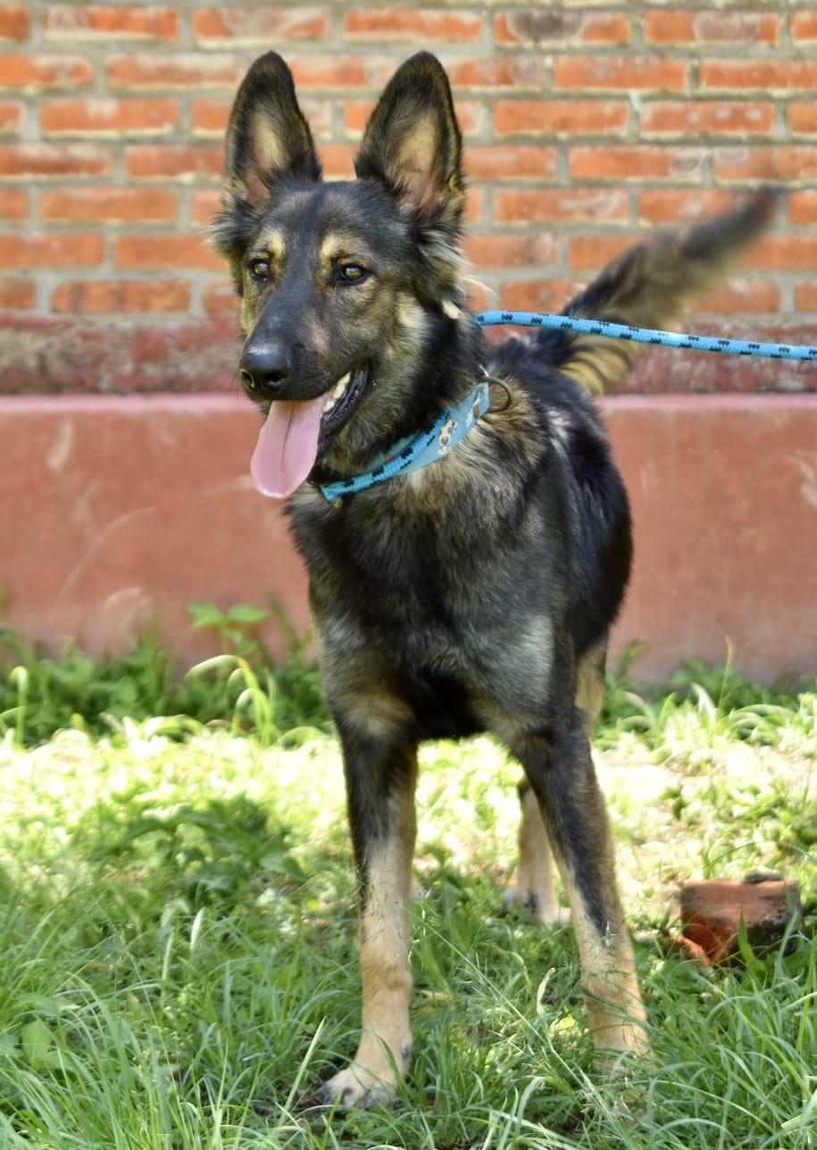Enlarge Max, a Adoptable mixed breed in Vancouver, BC image 2/3