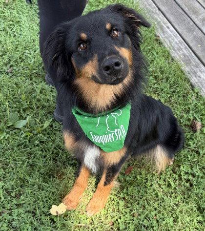 Rubicon, Adoptable, Young Male Australian Shepherd.