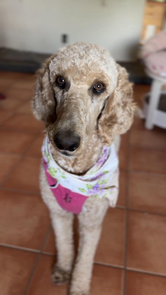 Velma, a Adoptable Poodle in Tucson, AZ image 1/3