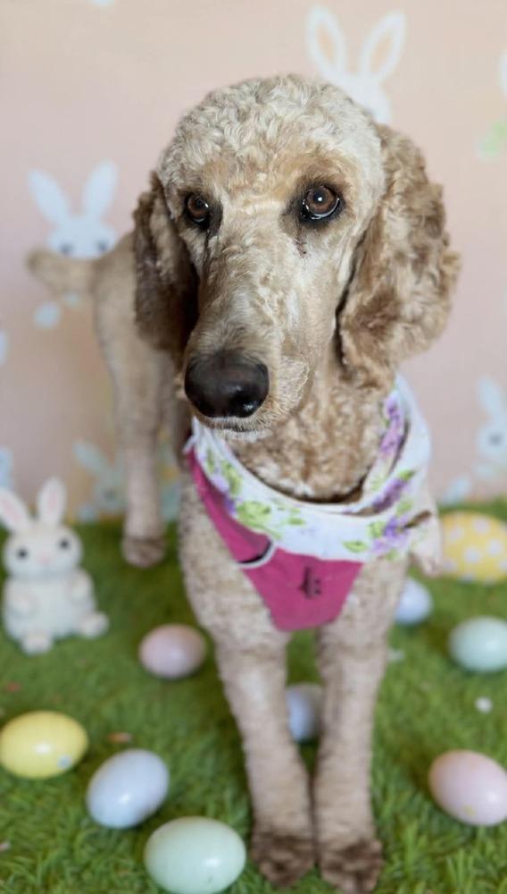 Velma, a Adoptable Poodle in Tucson, AZ image 2/3