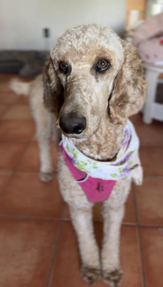 Velma, a Adoptable Poodle in Tucson, AZ image 3/3