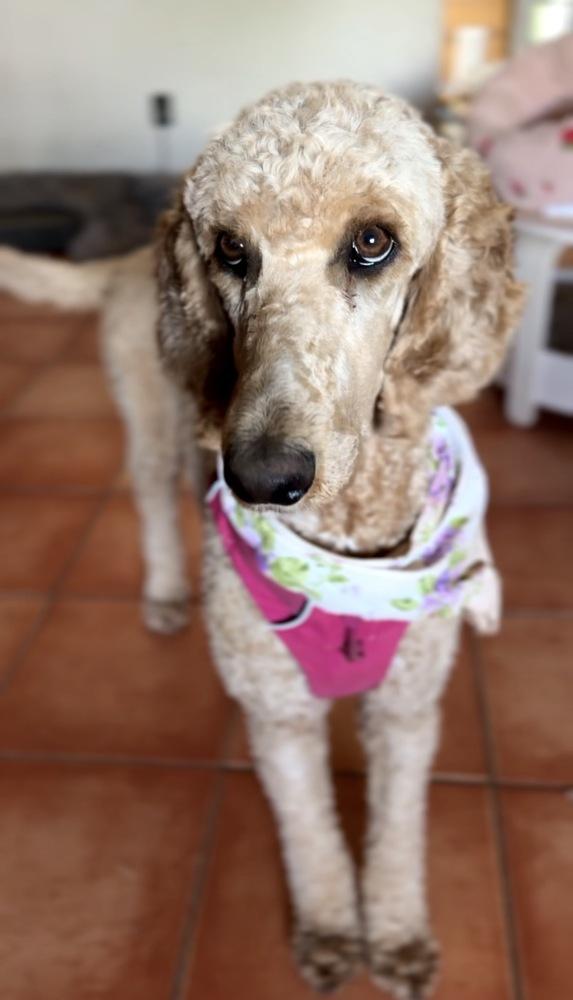 Enlarge Velma, a Adoptable Poodle in Tucson, AZ image 2/2