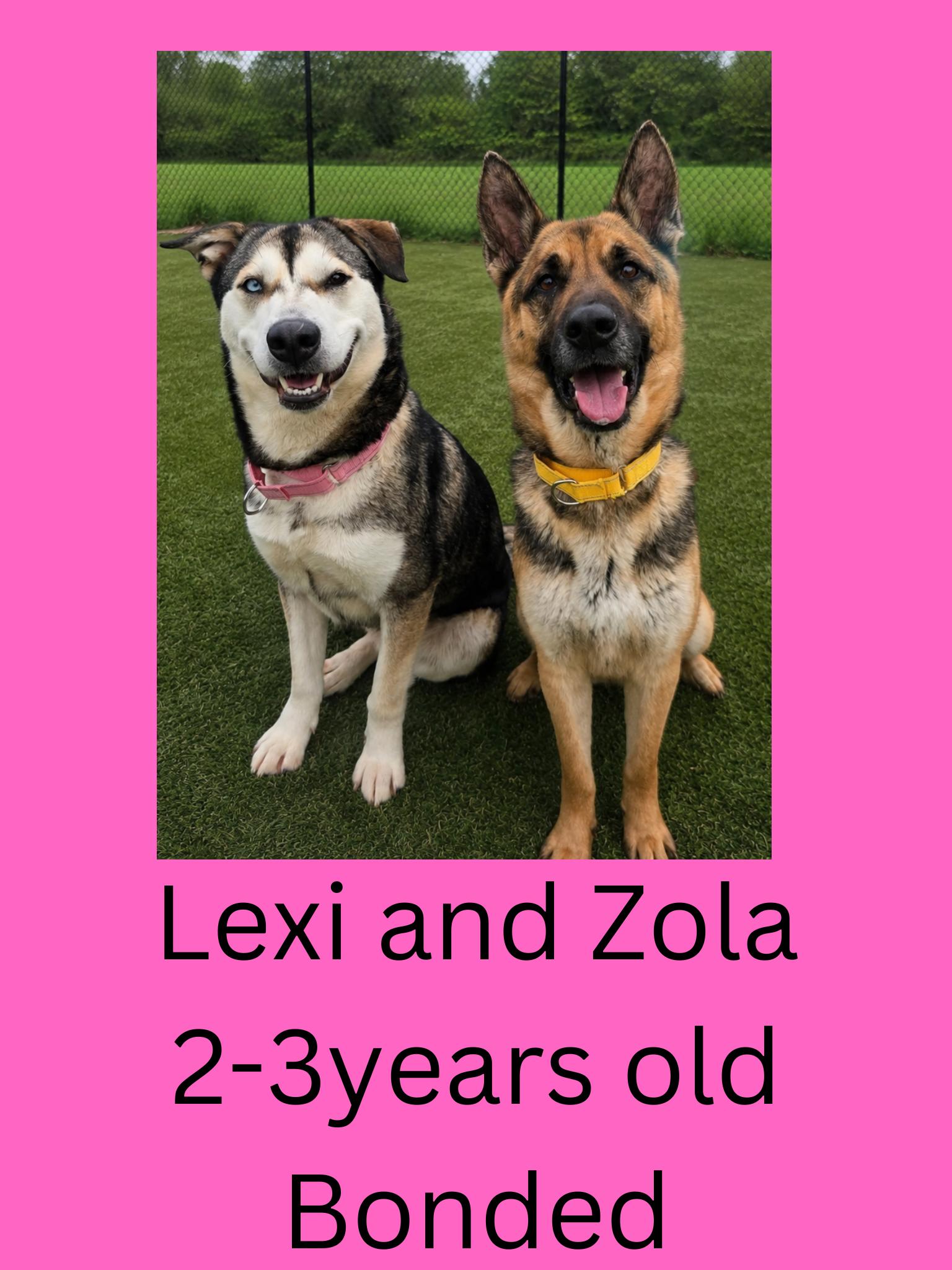 Lexi and Zola, ADOPTABLE, Adult Female Mixed Breed.