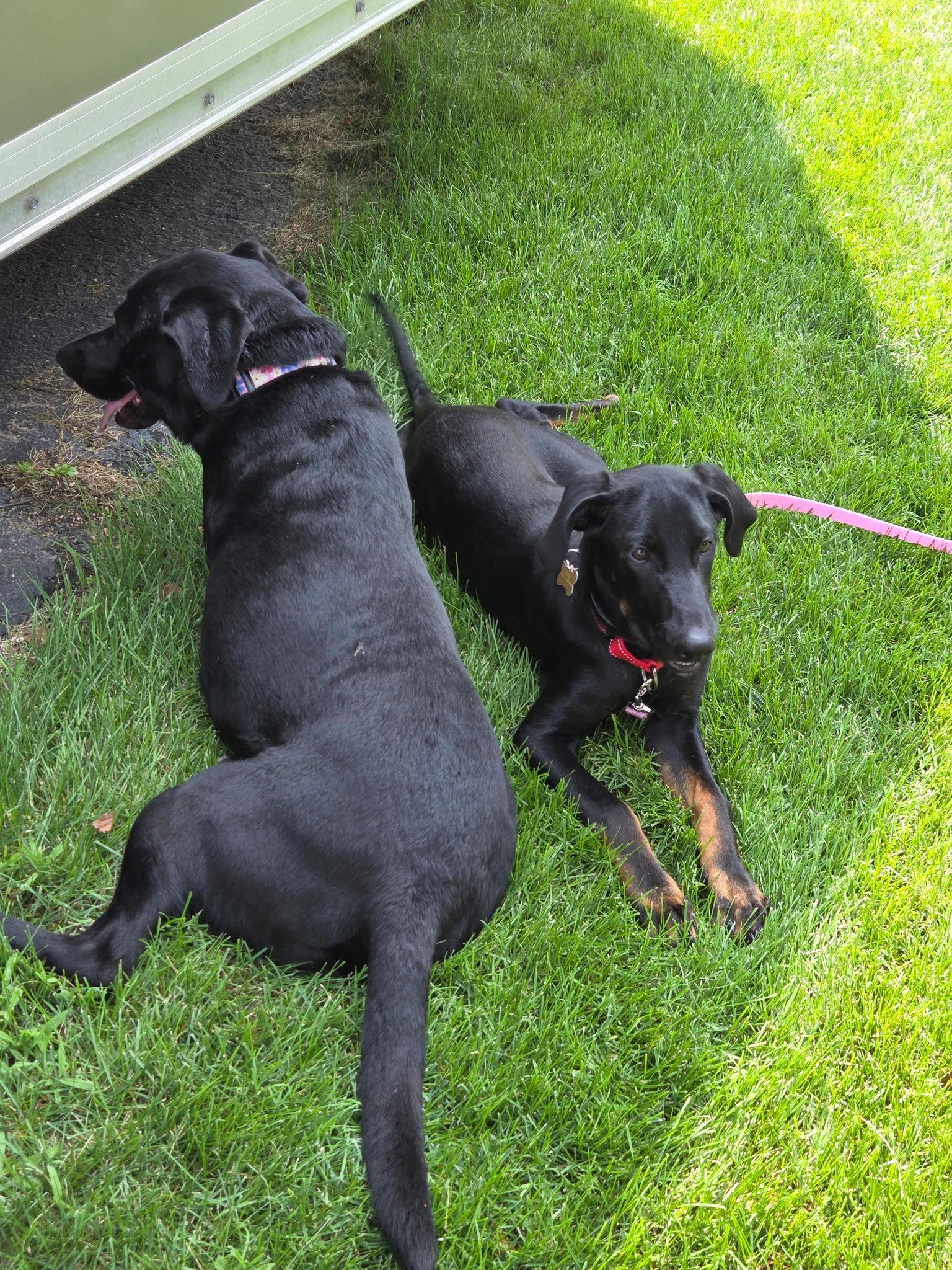 Smooth, Adoptable, Puppy Male Doberman Pinscher.