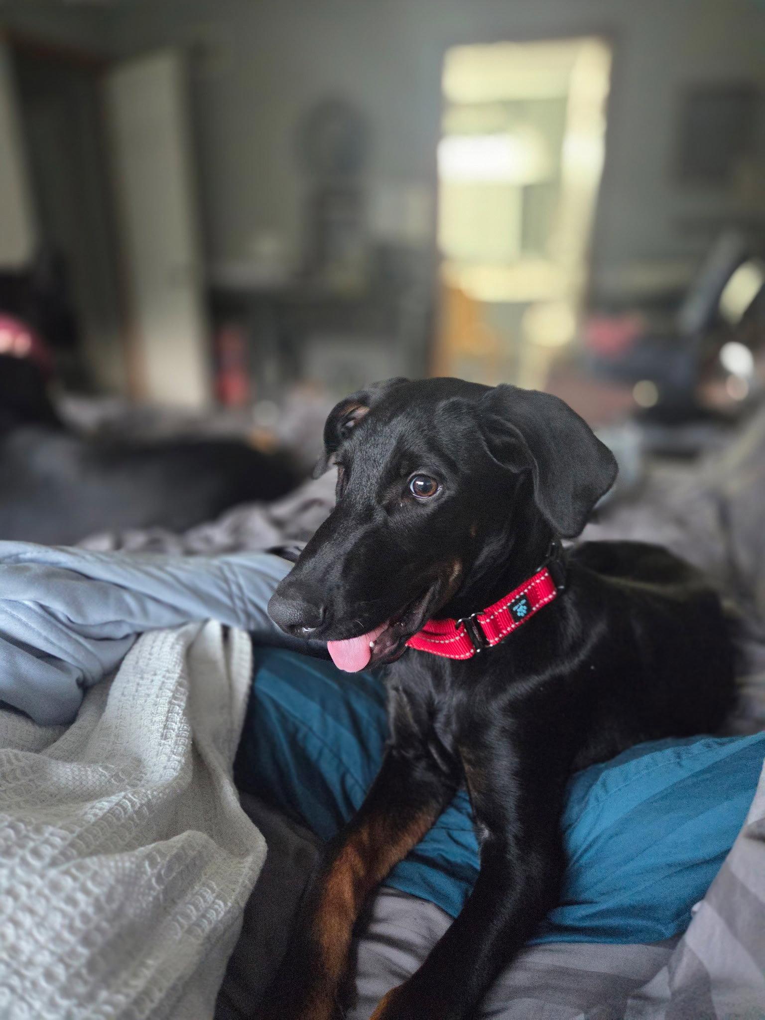 Enlarge Smooth, a Adoptable Doberman Pinscher in Minneapolis, MN image 2/3