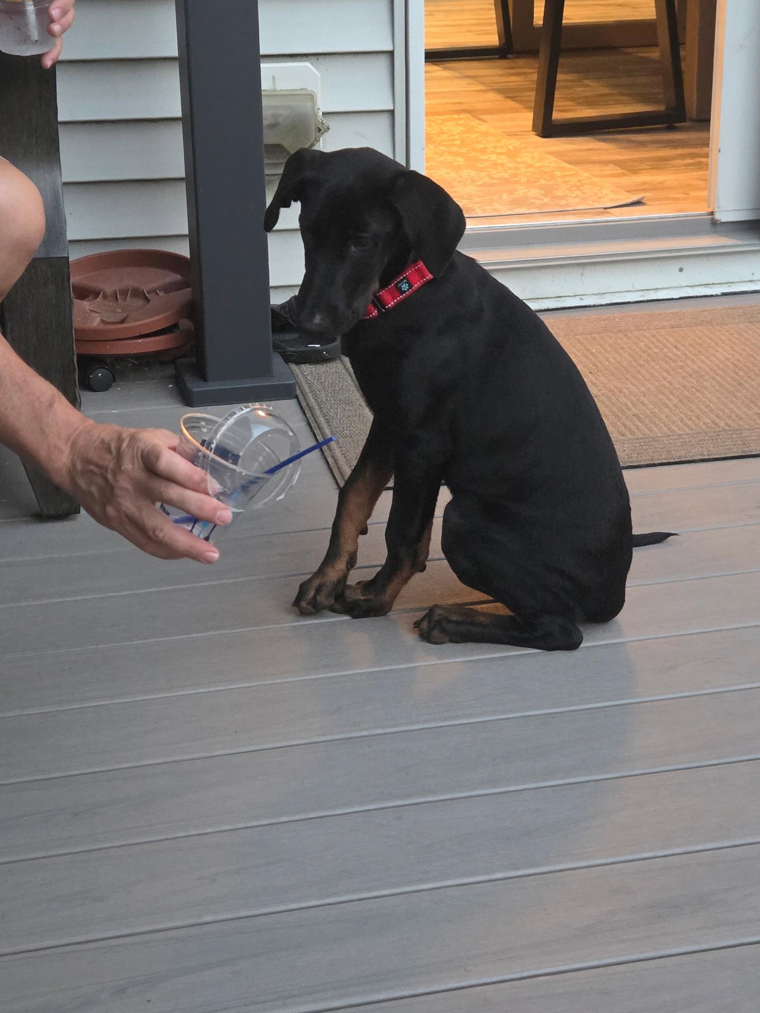 Enlarge Smooth, a Adoptable Doberman Pinscher in Minneapolis, MN image 3/3