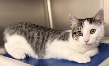 Sweetie — thumbnail 2