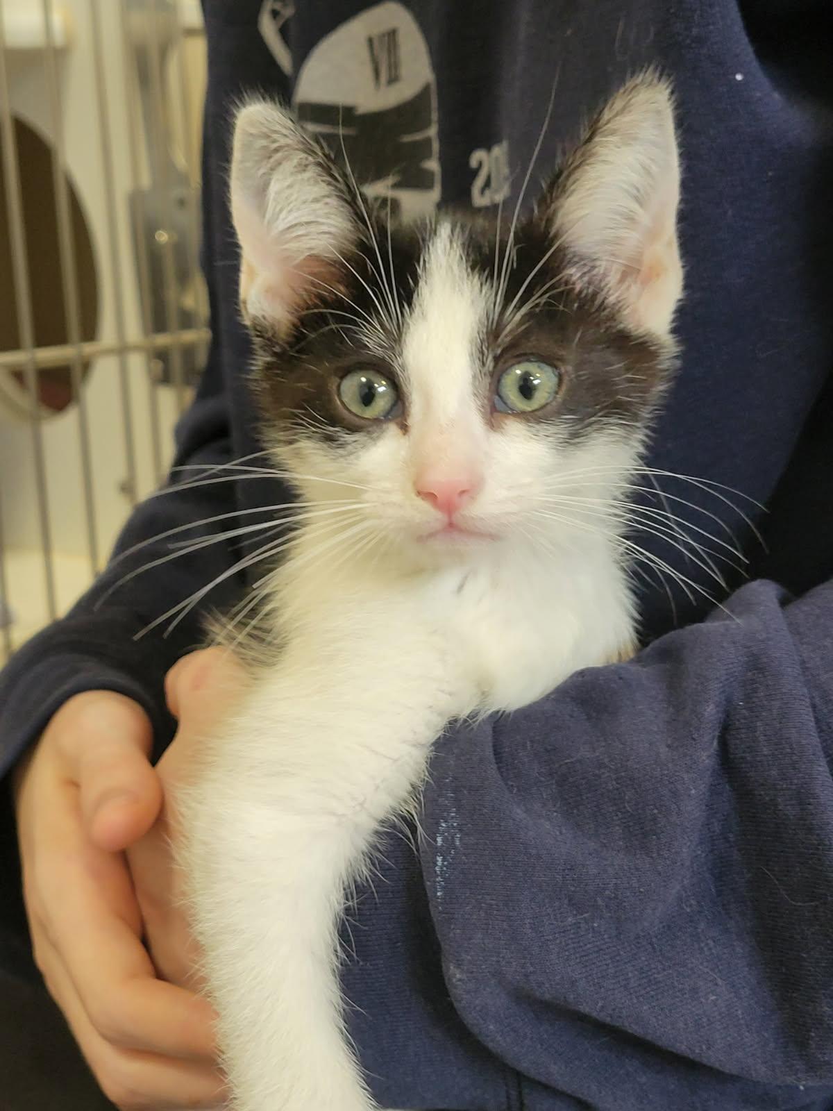 Aladdin, a Adoptable mixed breed in Eureka, CA image 1/2