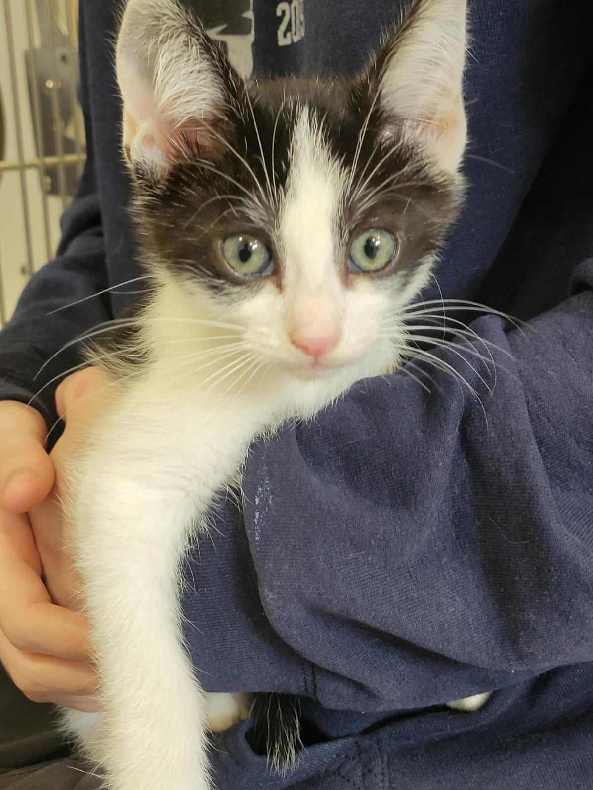 Aladdin, a Adoptable mixed breed in Eureka, CA image 2/2