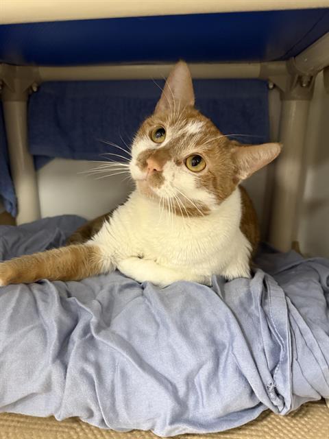 CUP, Adoptable, Adult Male Domestic Short Hair.