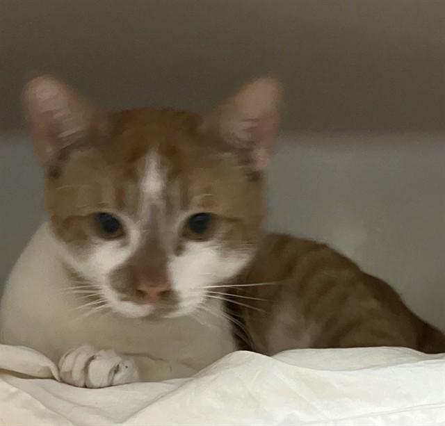 Enlarge CUP, a Adoptable Domestic Short Hair in Boston, MA image 1/1