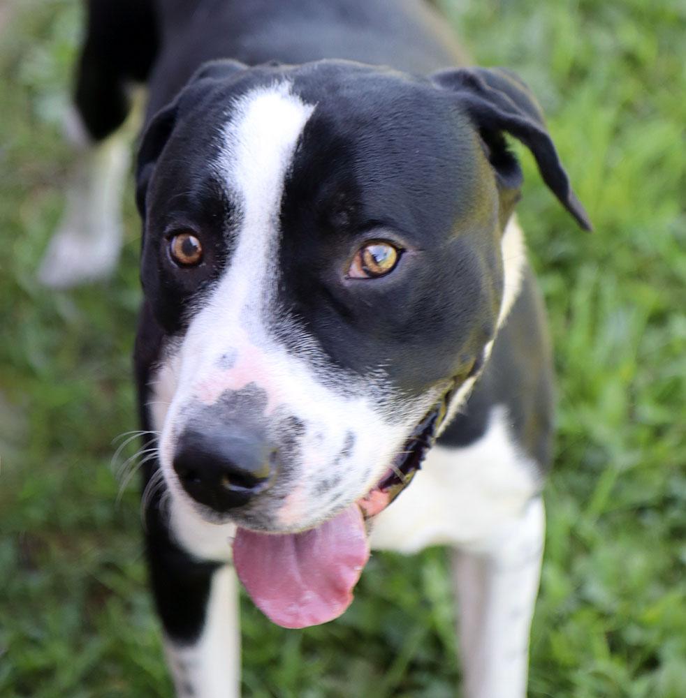 Cass (AO34405), a Adoptable mixed breed in Kansas City, KS image 3/6